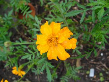 Billede af blomst